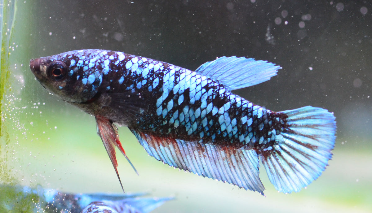 Black Galaxy HMPK Female