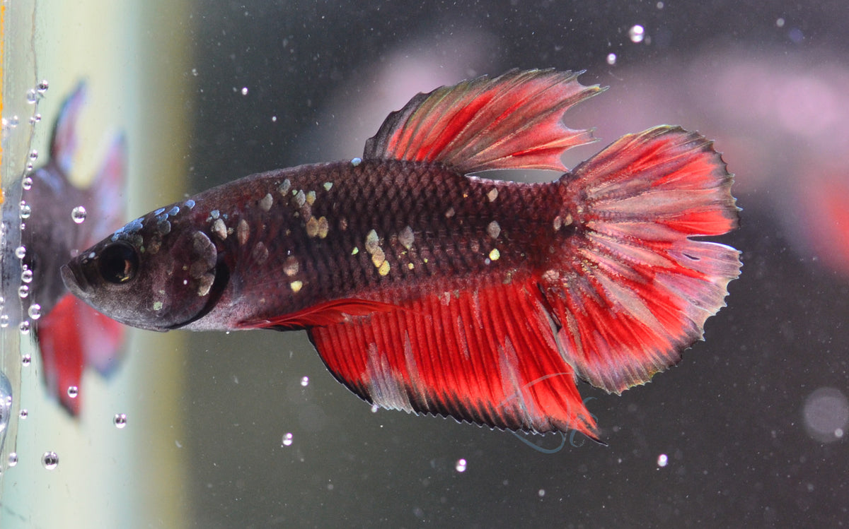 Black Fancy Plakat Male