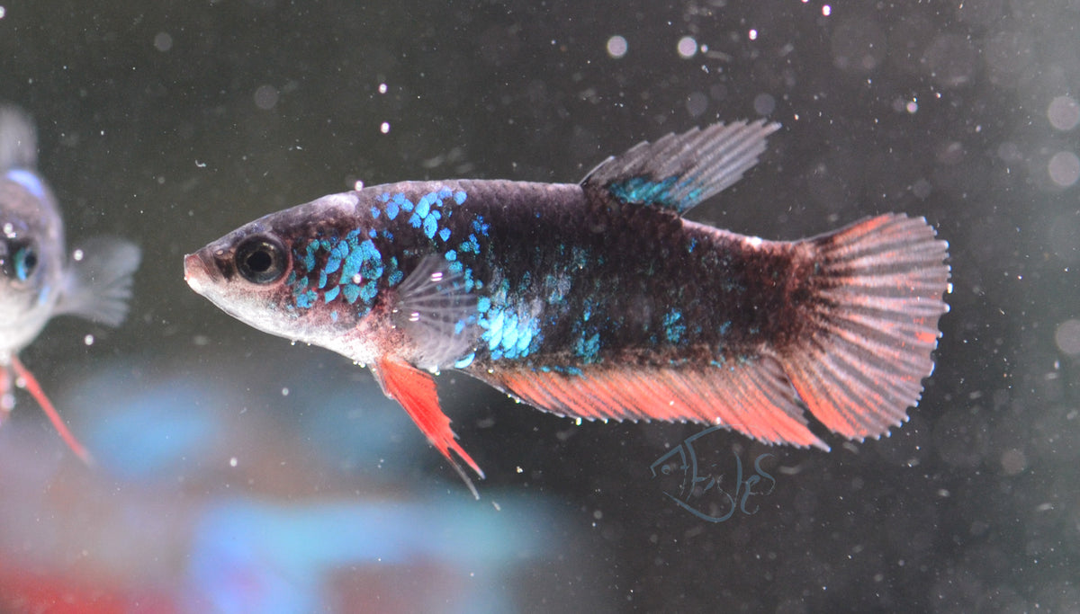 Black Fancy HMPK Female