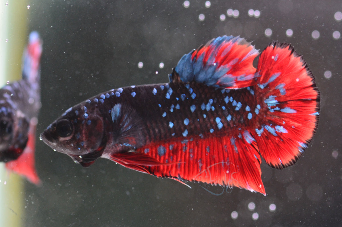 Black Galaxy Plakat Male