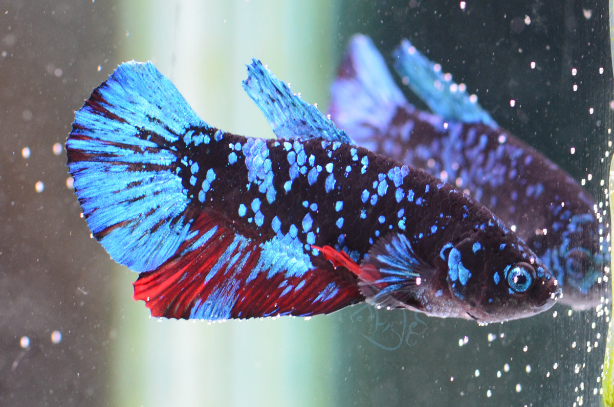 Black Galaxy Plakat Male