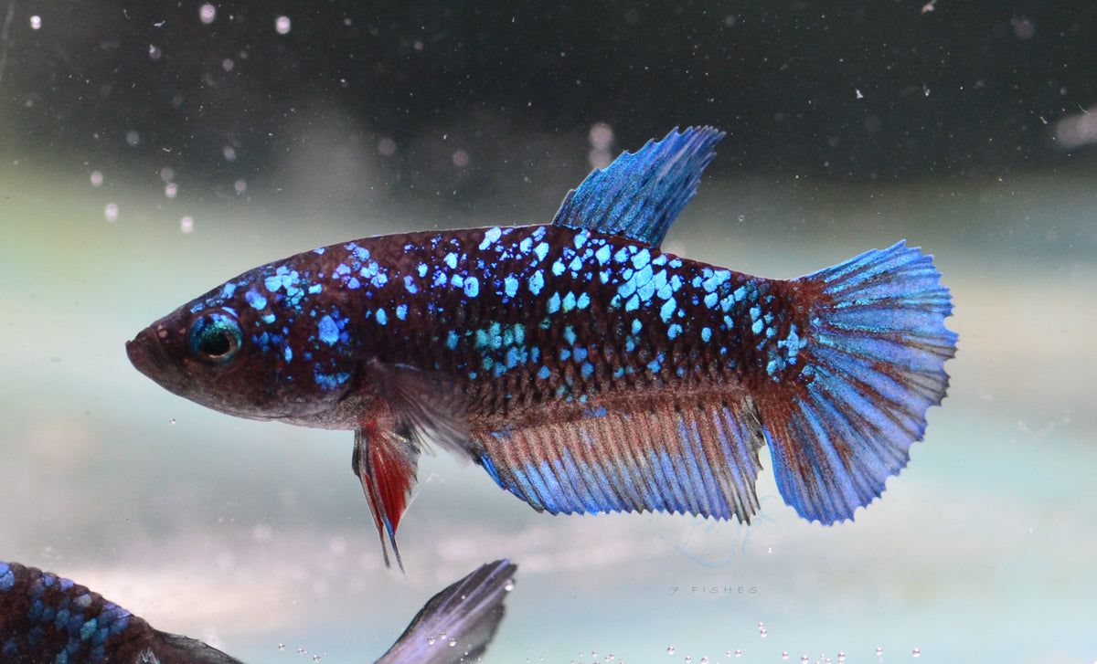 Black Galaxy HMPK Female