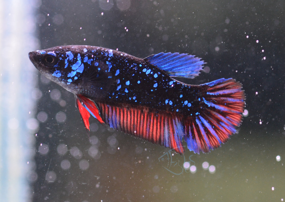 Black Galaxy HMPK Female