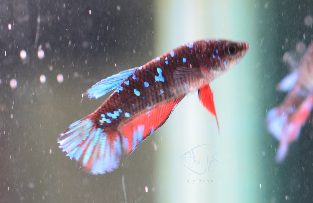 Black Galaxy HMPK Female