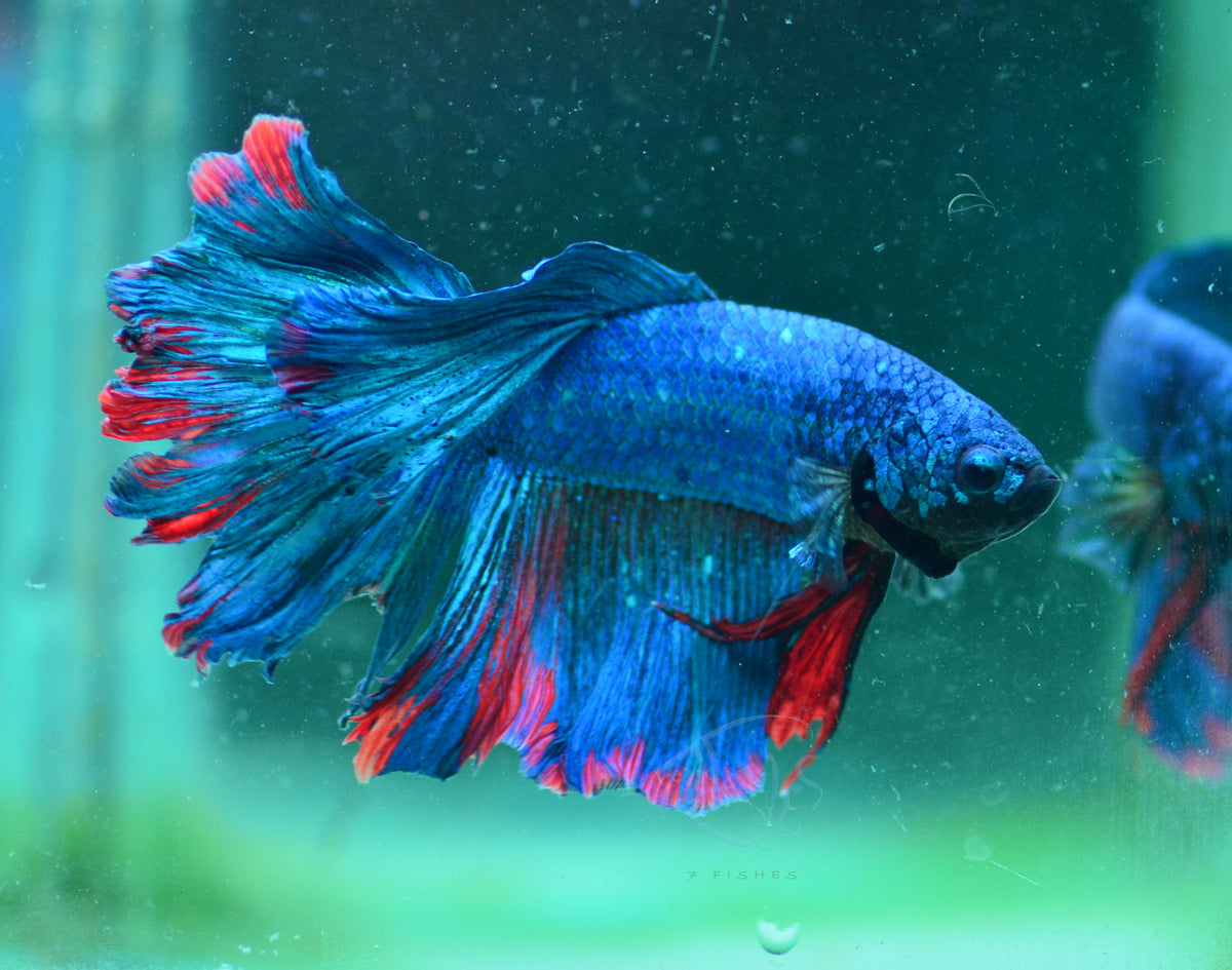 Giant Blue Marble Delta-tail Male