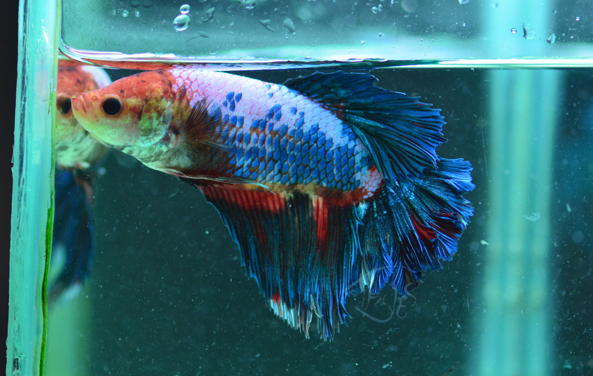 Giant Marble Delta-tail Male