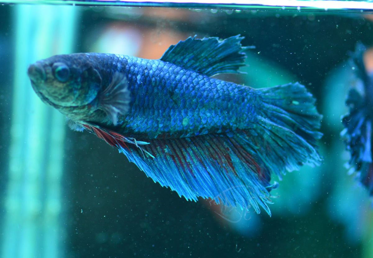 Giant Turquoise Delta-tail Female