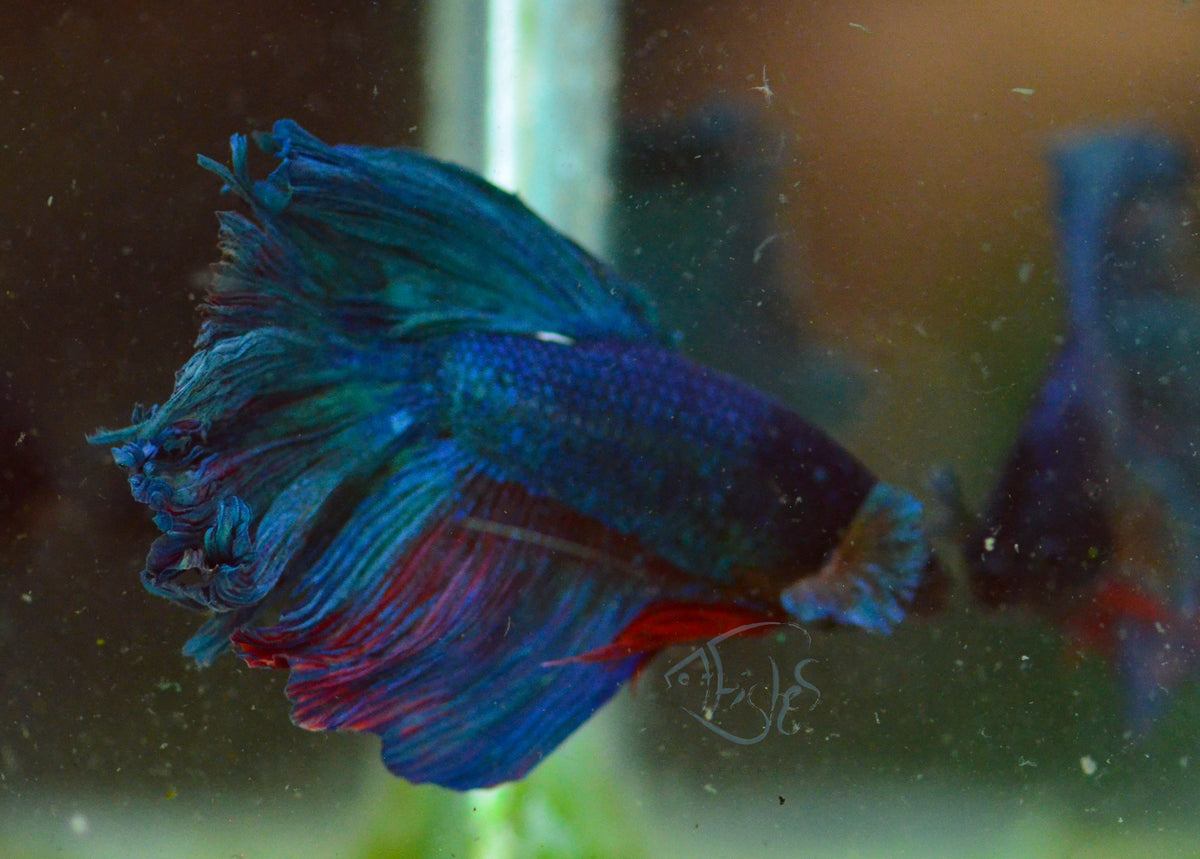 Giant Blue Delta-tail Male