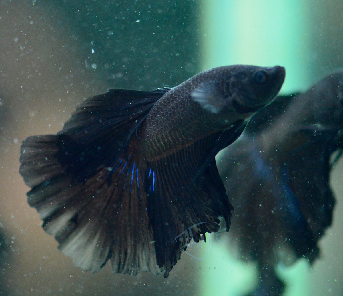 Black Halfmoon Male