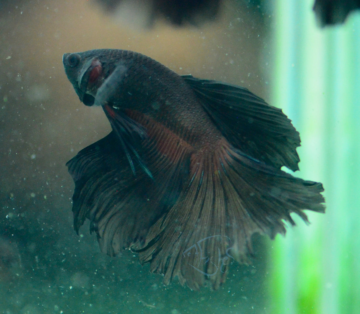 Black Halfmoon Male