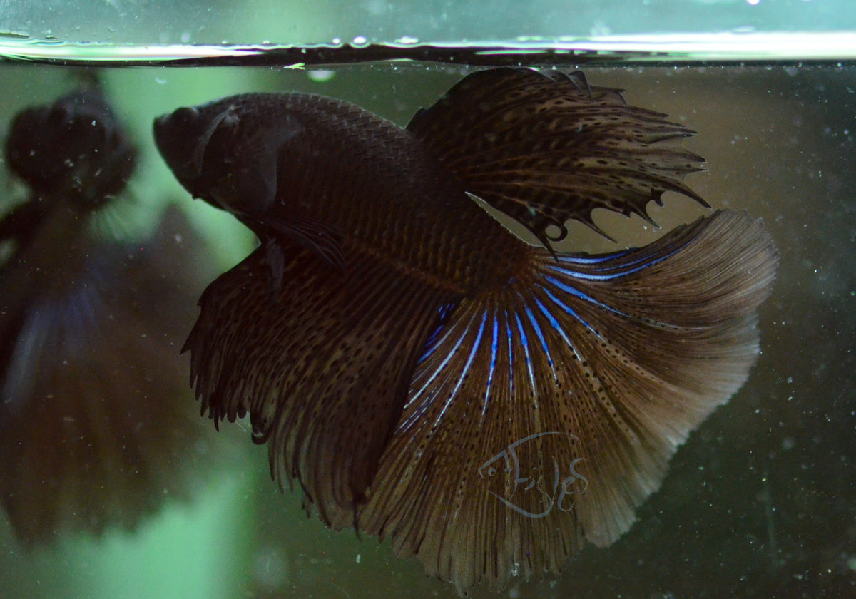 Black Halfmoon Male