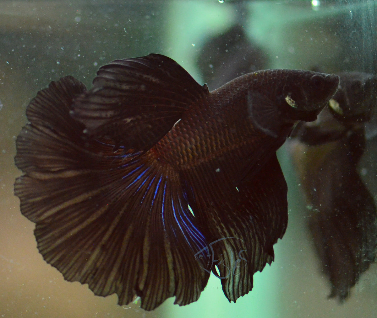 Black Halfmoon Male