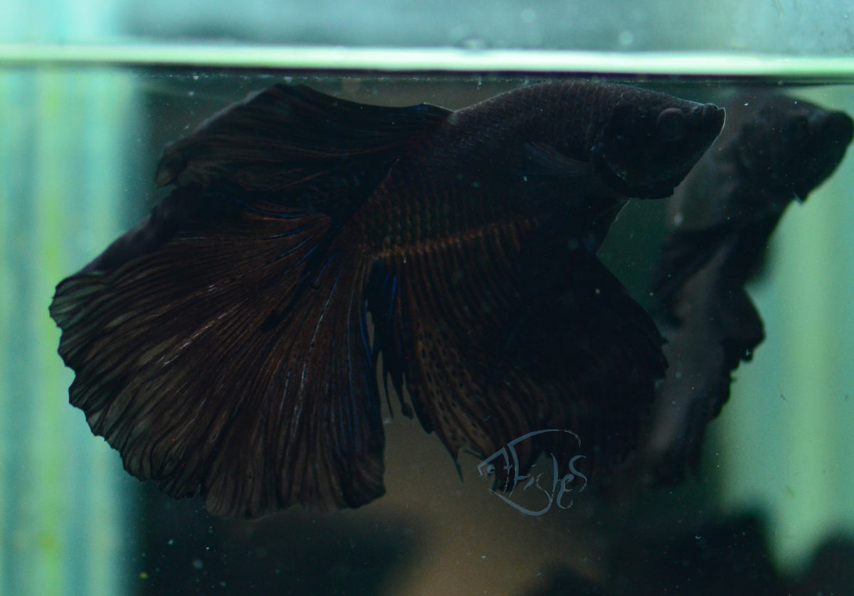 Black Halfmoon Male