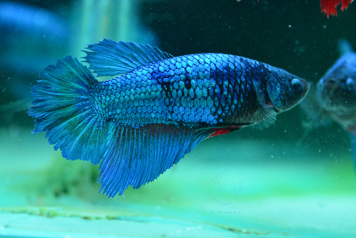 Giant Turquoise Delta-tail Female