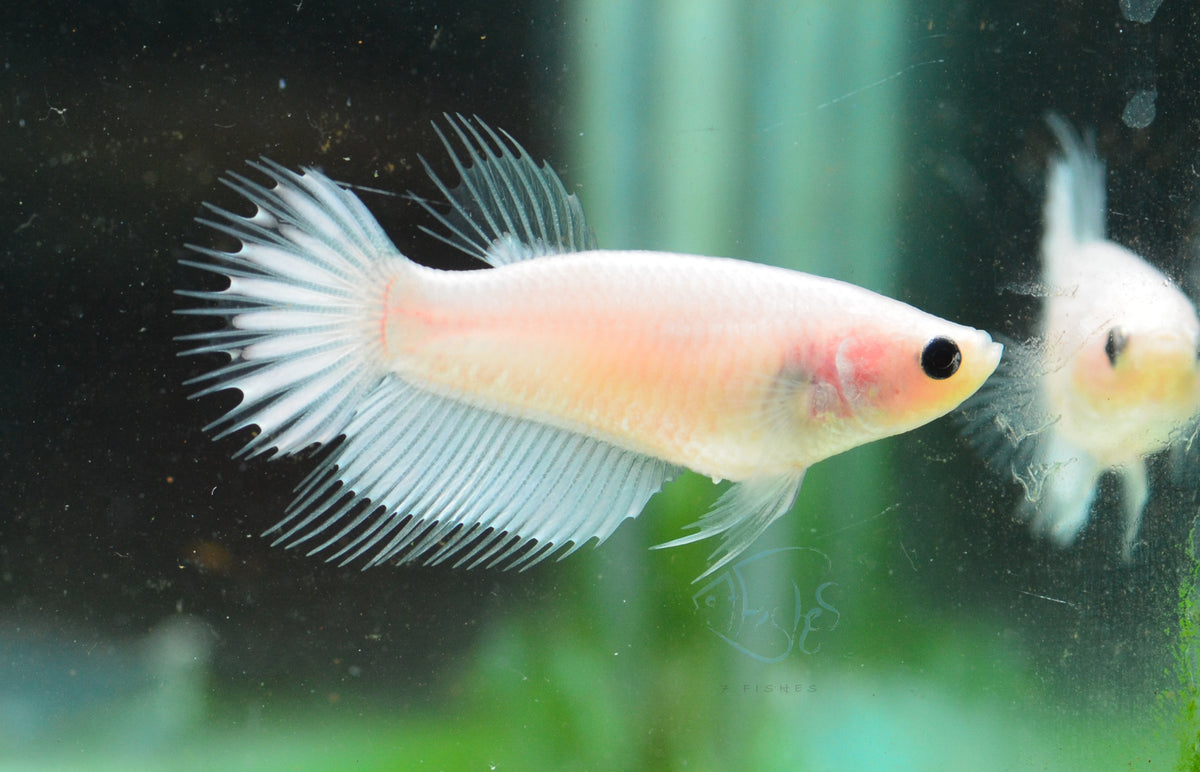 Opal Crowntail Female