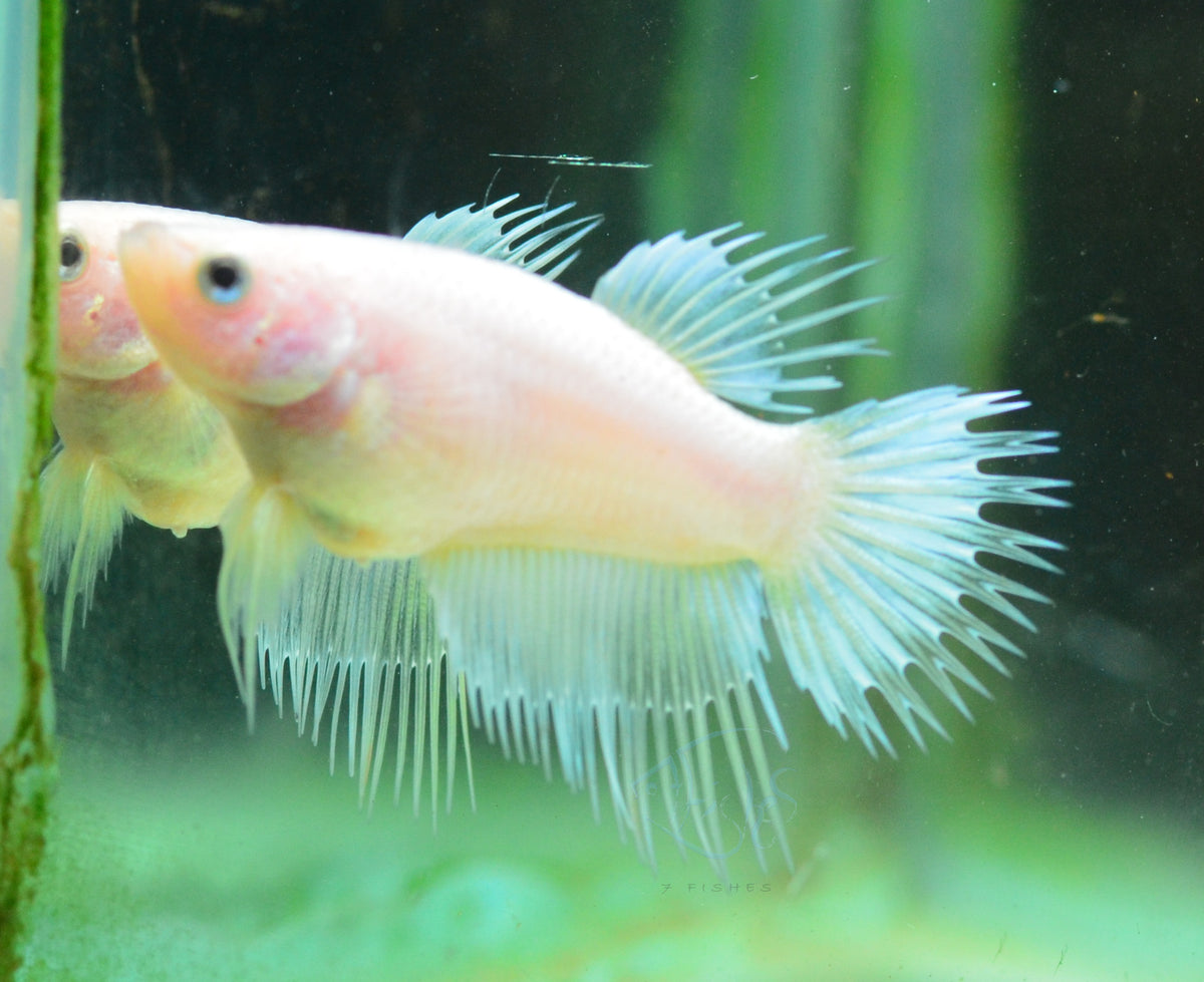 Opal Crowntail Female