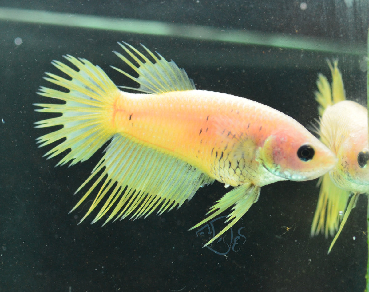 Yellow Crowntail Female