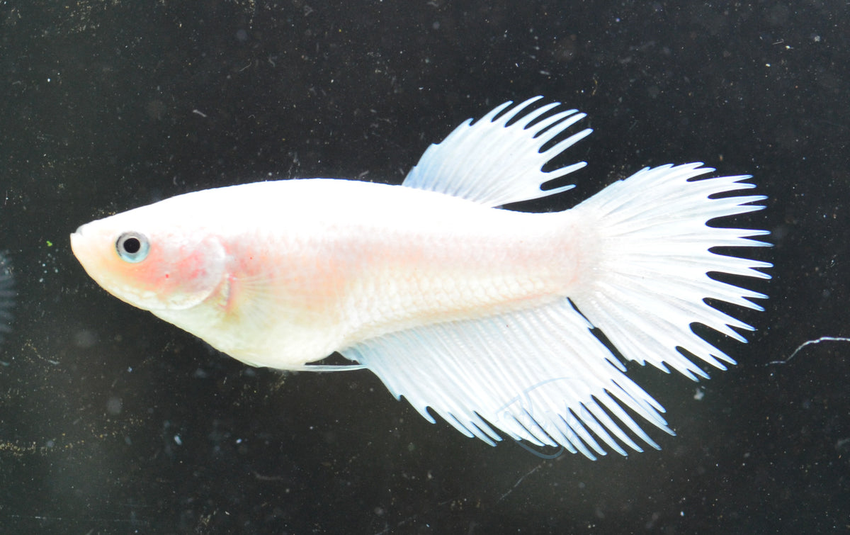 Platinum Crowntail Female