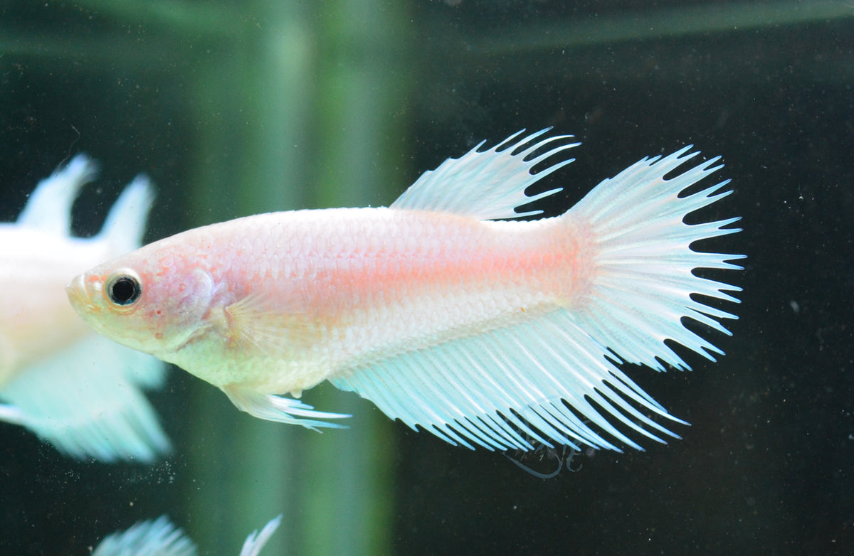 Platinum Crowntail Female