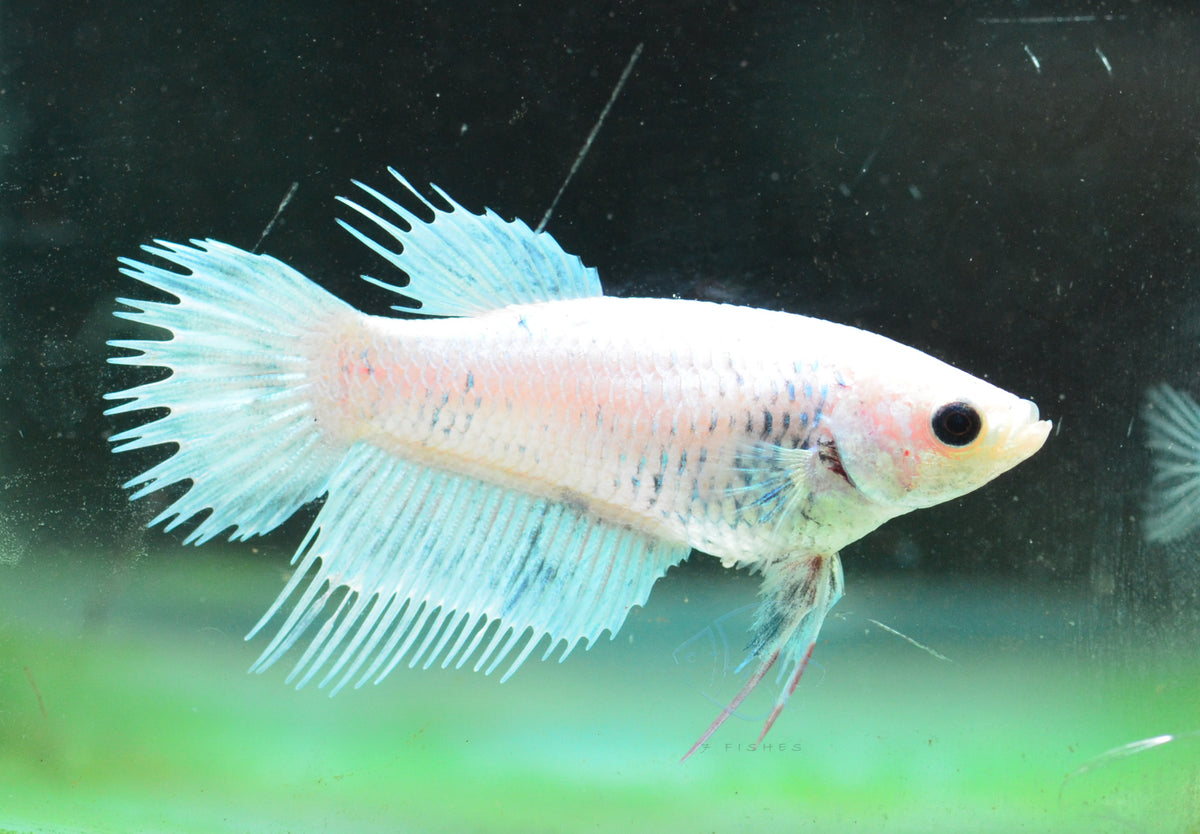 Platinum Crowntail Female