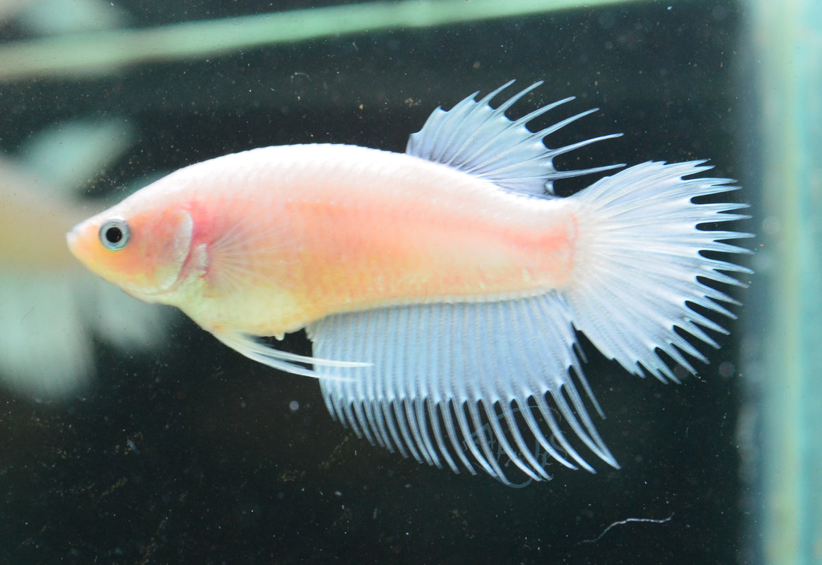 Opal Crowntail Female