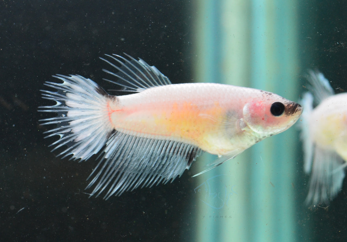 Ghost Crowntail Female