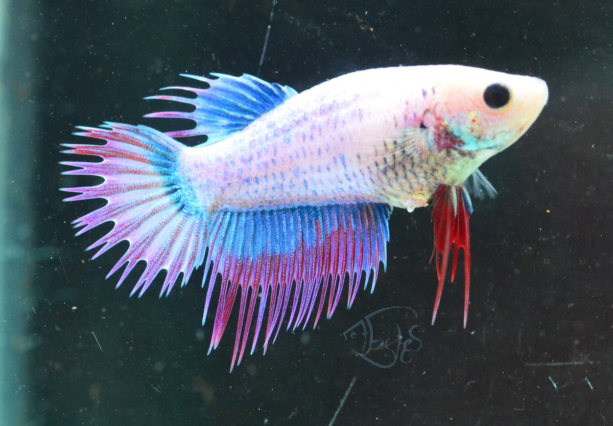 Cambodian Crowntail Female