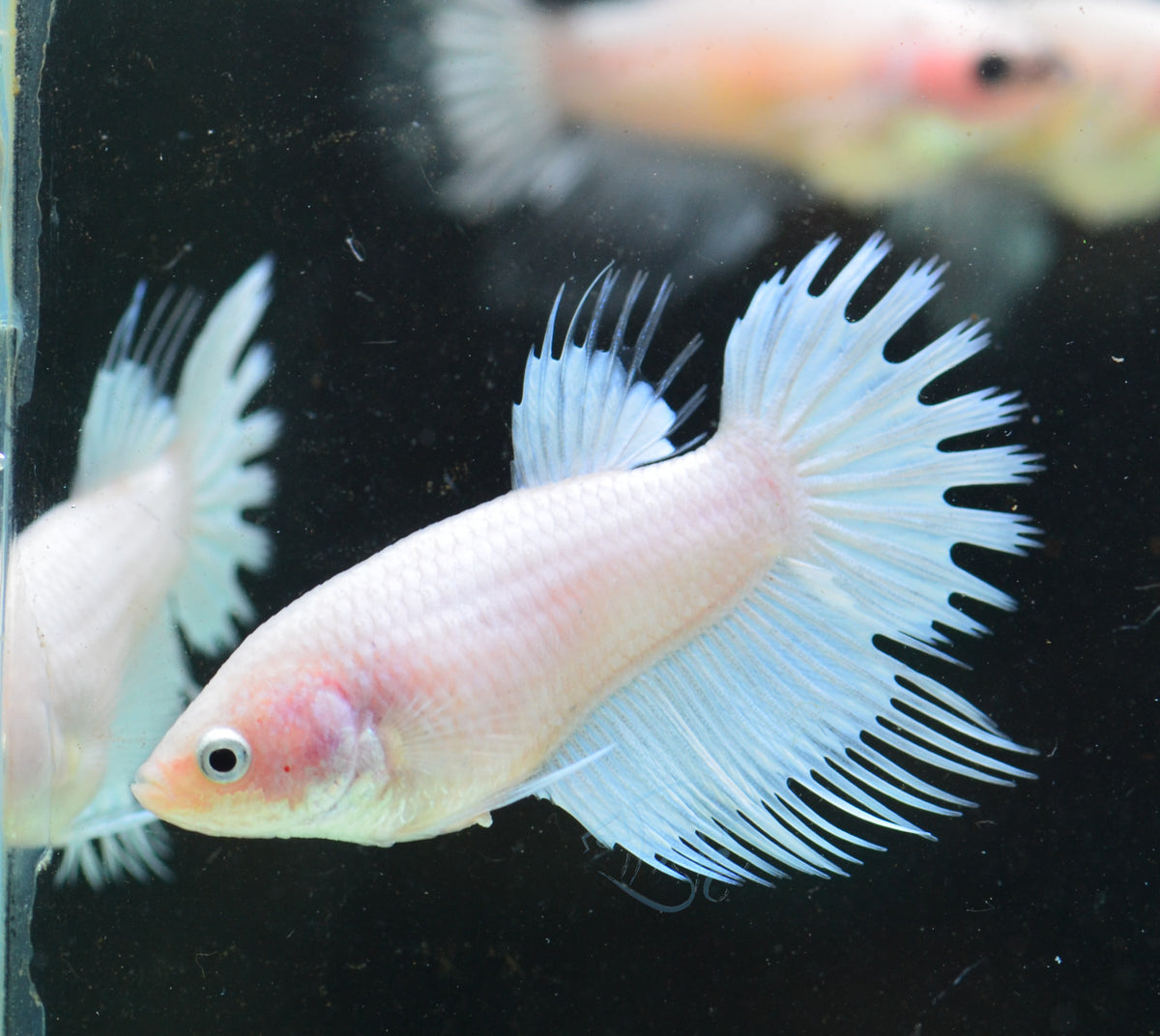 Platinum Crowntail Female