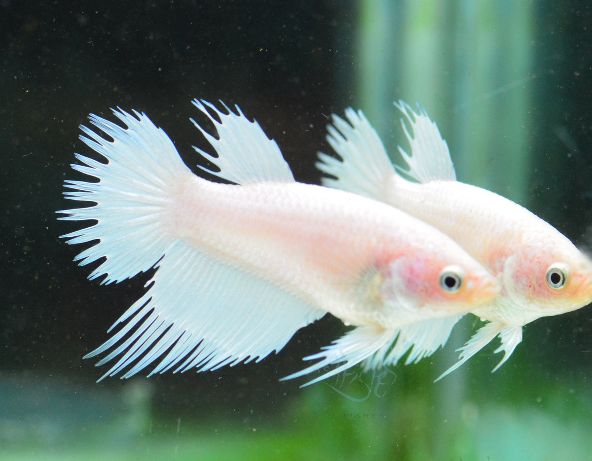 Platinum Crowntail Female