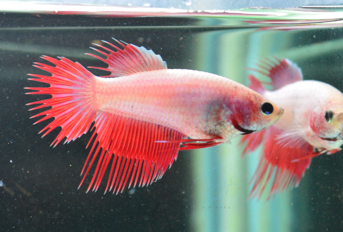 Red Pink Crowntail Female