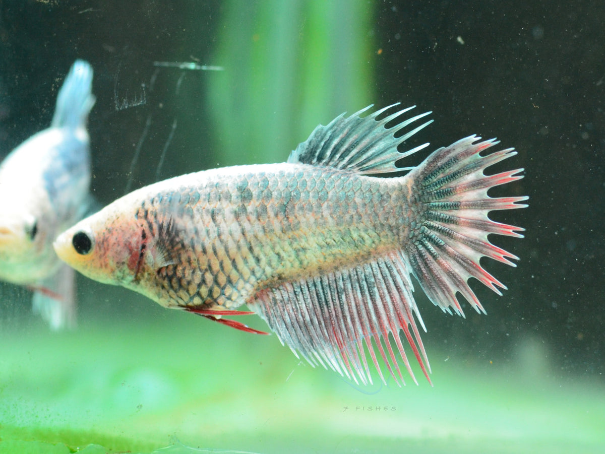 Copper  Grizzle Crowntail Female