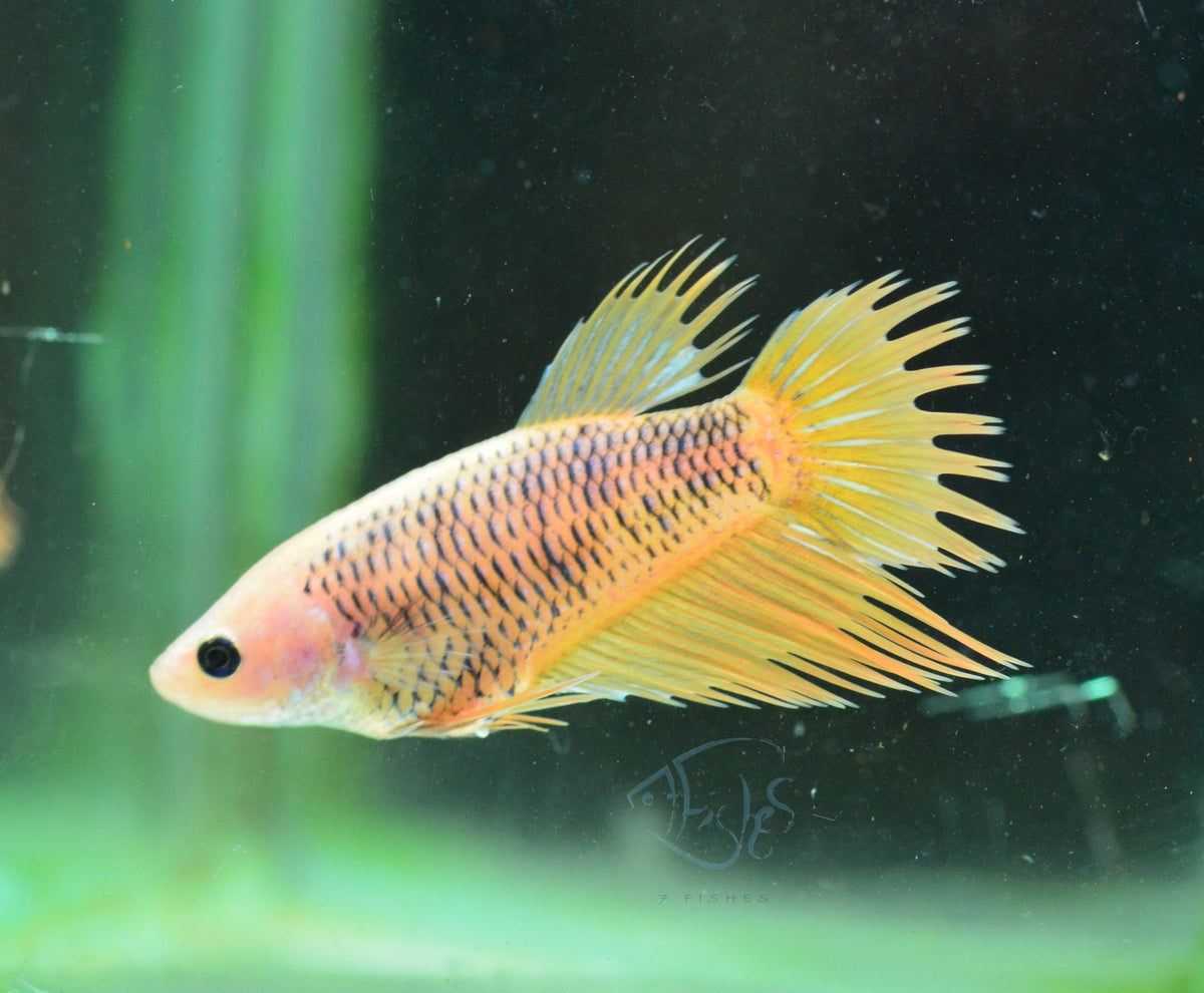 Pineapple Crowntail Female