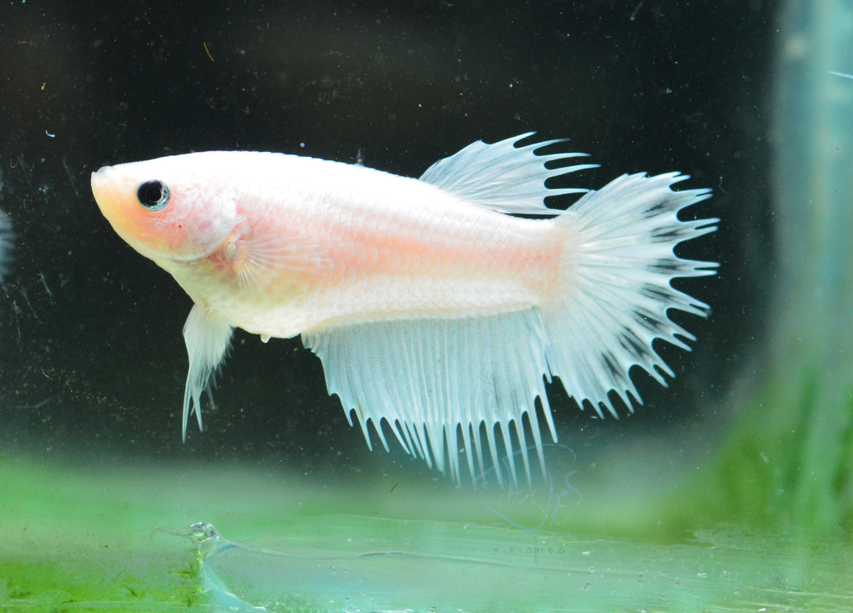 Platinum Crowntail Female