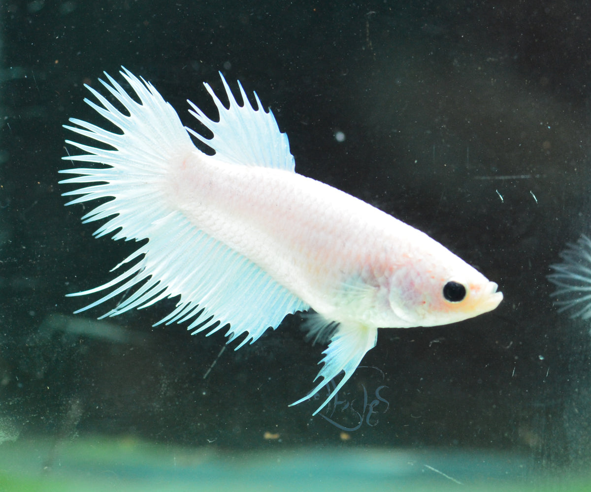 Platinum Crowntail Female