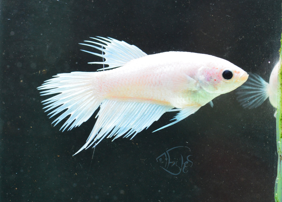 Platinum Crowntail Female