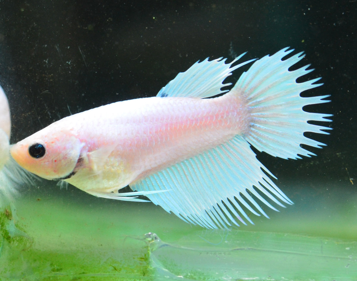 Platinum Crowntail Female