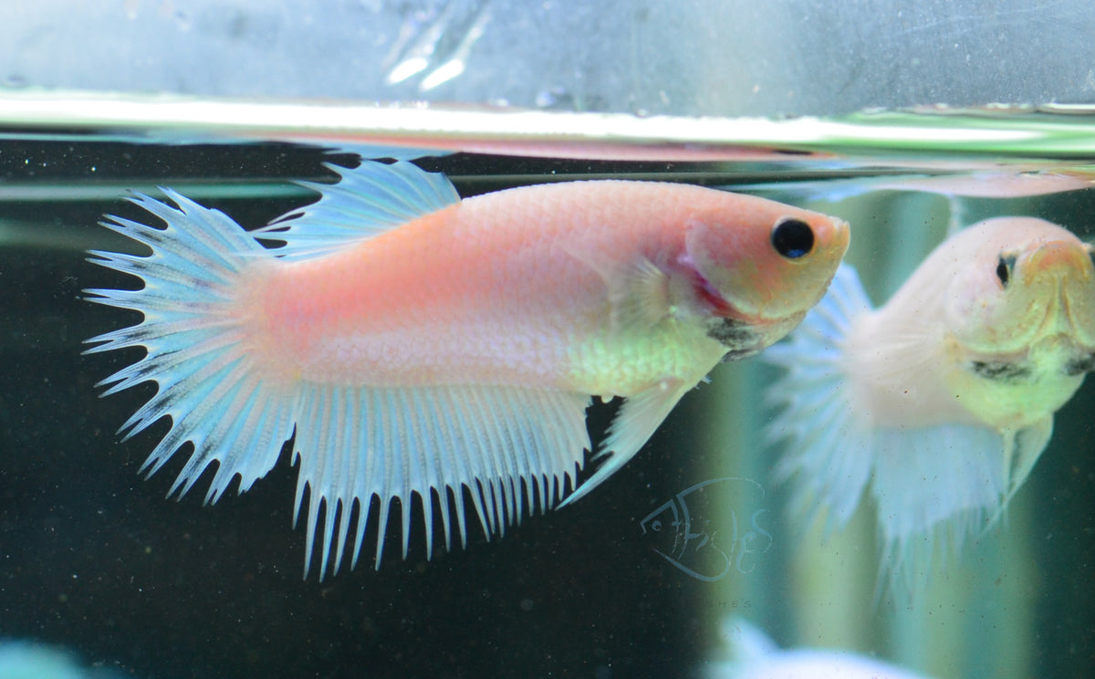 Platinum Crowntail Female