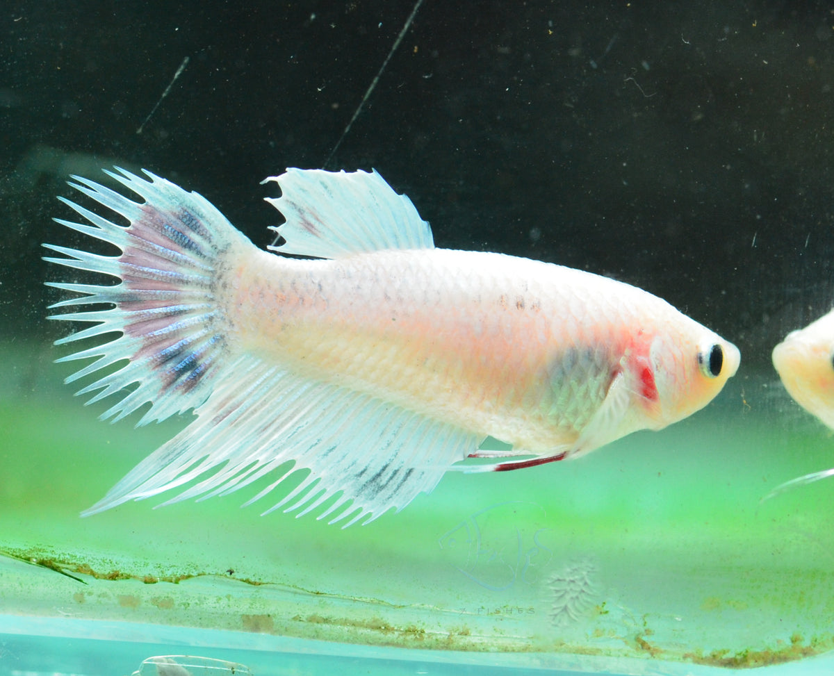 Platinum Crowntail Female