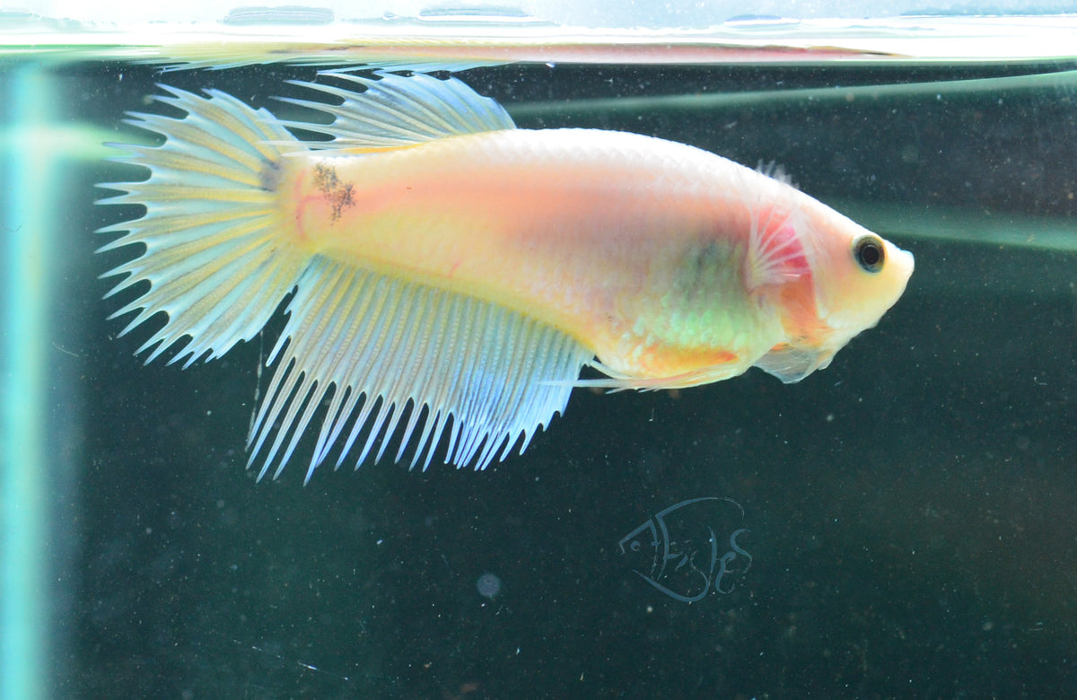 Pastel Crowntail Female