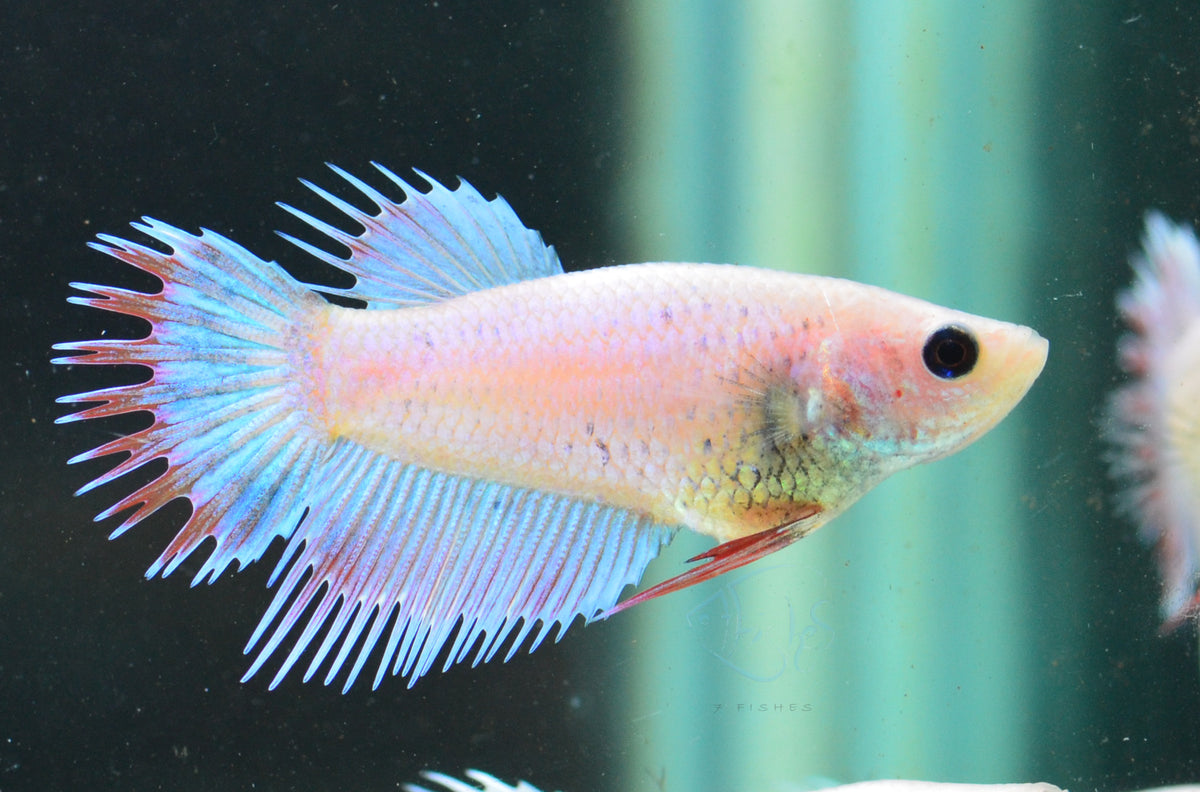 Iridescent Crowntail Female