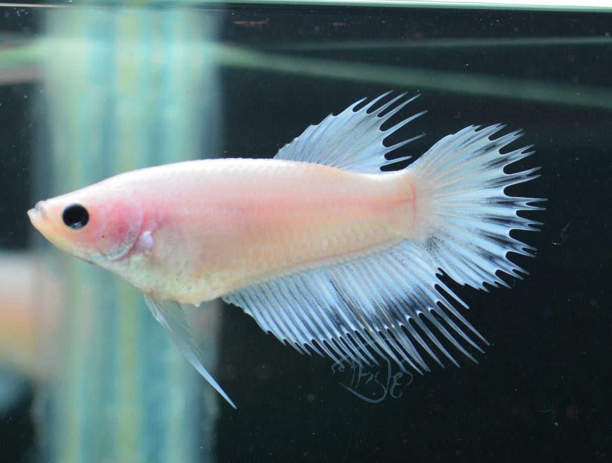 Opal Crowntail Female