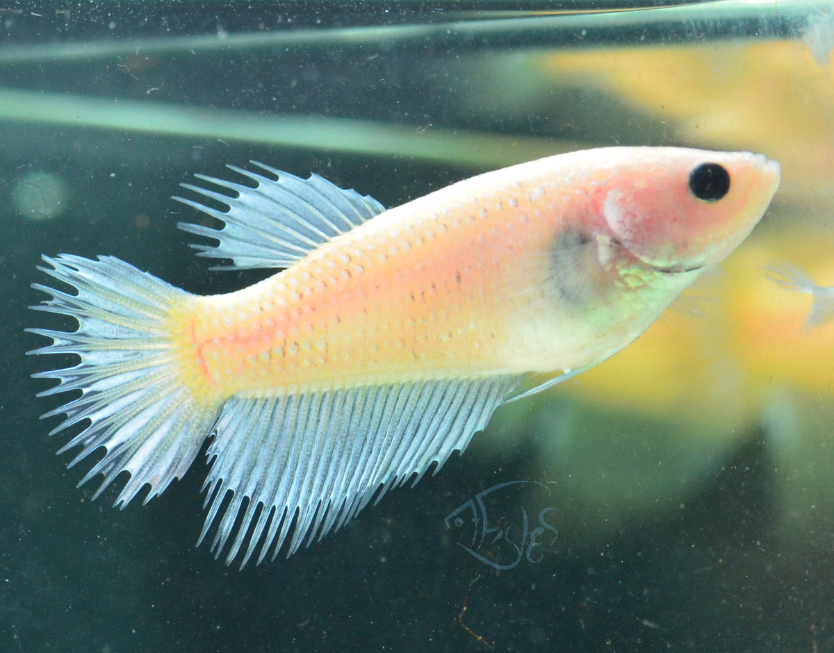 Opal Crowntail Female