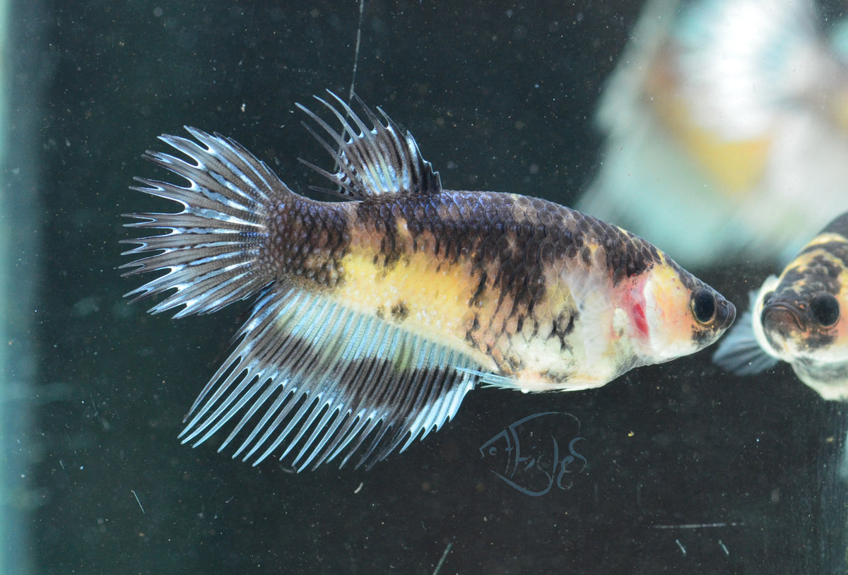 Black Marble Crowntail Female