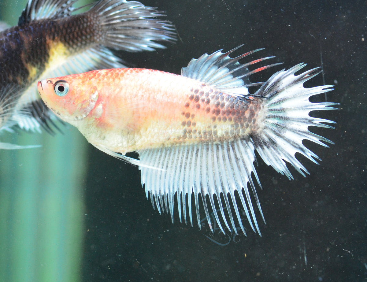 Black Marble Crowntail Female