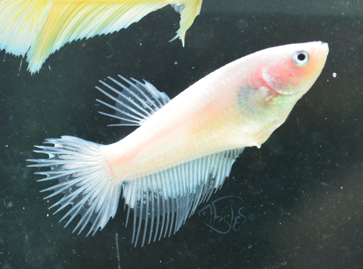 Opal Crowntail Female