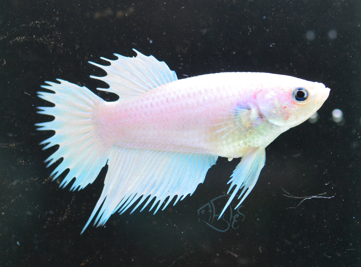 Platinum Crowntail Female