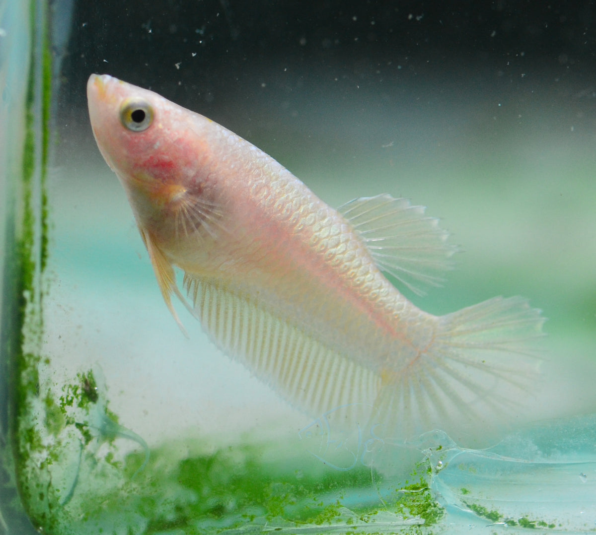 Yellow Gold Plakat Female