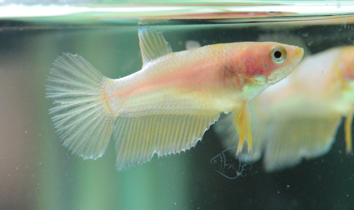 Yellow Gold Plakat Female