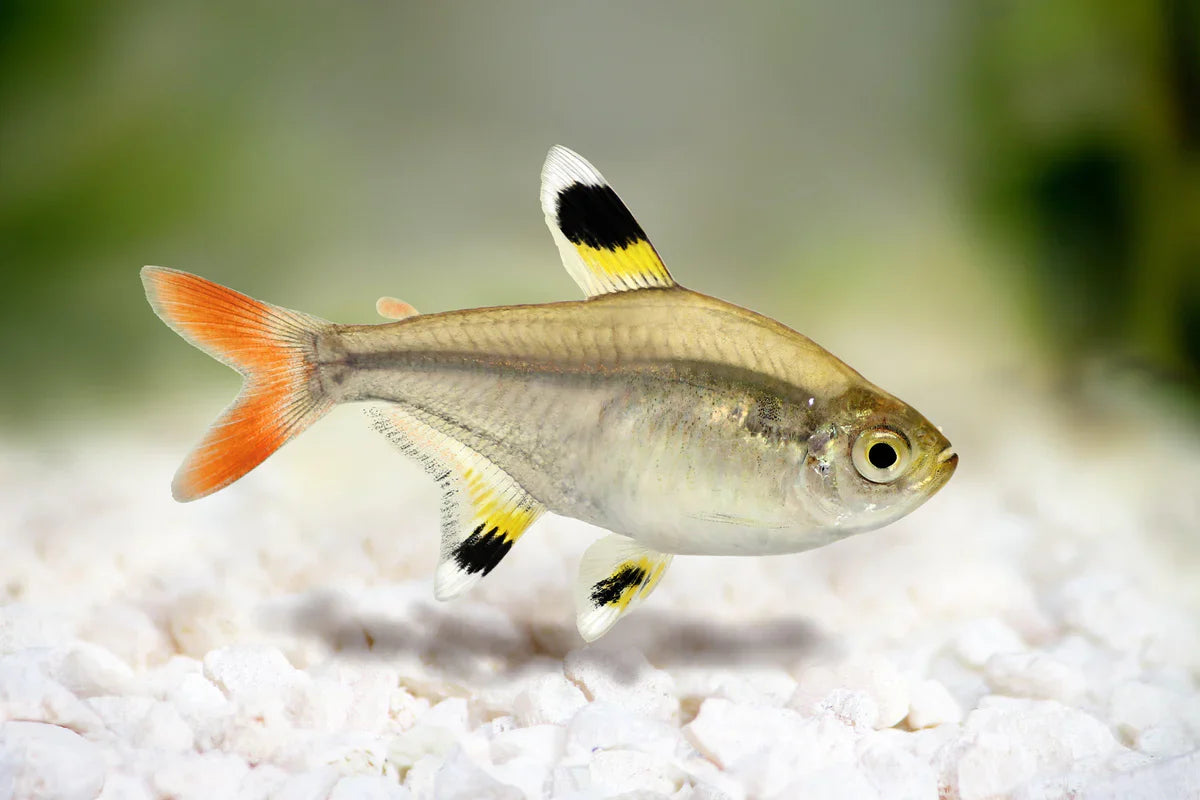 Gold Pristella Tetra