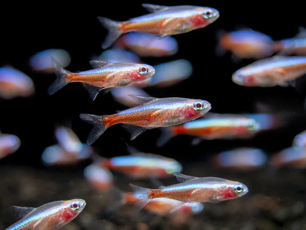 Albino Cardinal Tetra